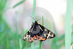 Wood tiger, Arctia plantaginis