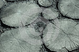 Wood tile. Cross section of the tree. Hemp. Pattern Texture. Background.