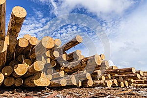 Wood timber construction material for background and texture.. Timber. Summer, blue sky. Raw. Industries