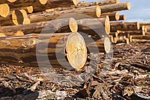 Wood timber construction material for background and texture.. Timber. Summer, blue sky. Raw. Industries