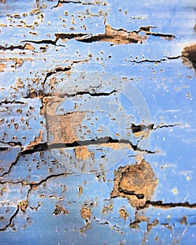 Wood tree bark with blue peeling paint abstract background