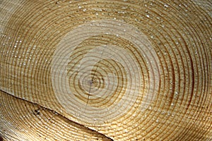 Wood from a tree.