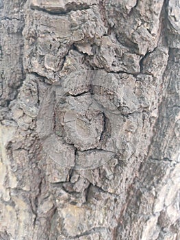 Wood tree forest crowup