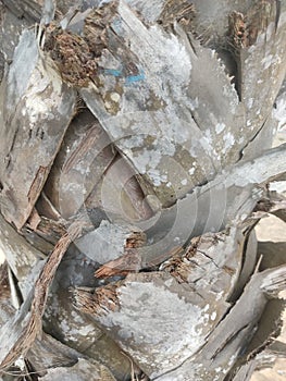 Wood tree forest crowup nature background