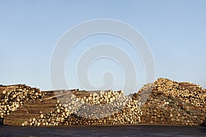 Wood tree logs stacked and chopped against empty clear blue sky