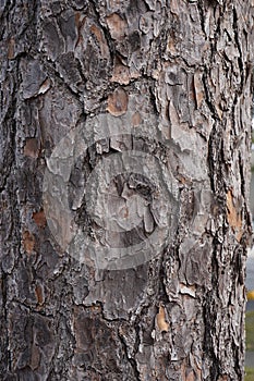 Wood tree natural texture background picture