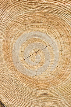 Wood tree rings background