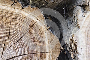 Wood with tree rings