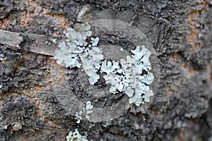 Wood Tree Texture Background Pattern, selective focus