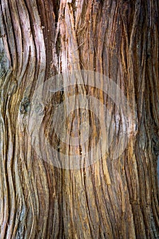 Wood tree texture photo