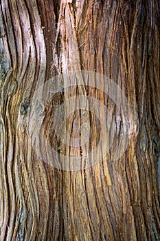 Wood tree texture