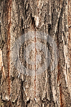 Wood tree trunk deep structured texture surface