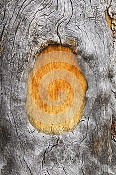 Wood Tree Trunk Frame