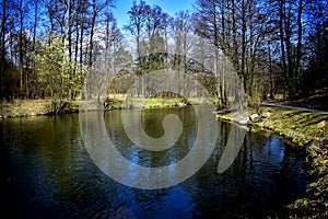 The lake in the forest.Wood. Trees. Autumn wood.