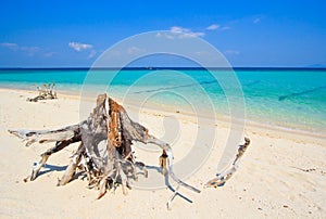 Wood on the tropical beach in Thailand