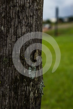 Wood trunk