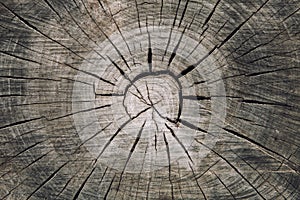 Wood trunk cross section with splits wood and rings concentric circles