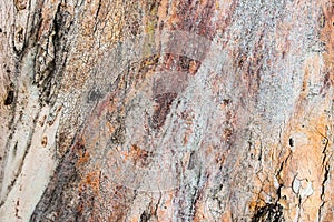 Wood Trunk Detail