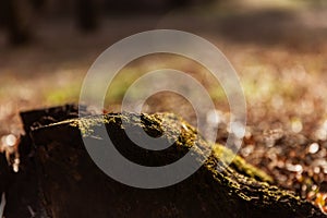 Wood trunk in forest with dry leaves on the ground