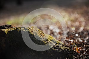 Wood trunk in forest with dry leaves on the ground