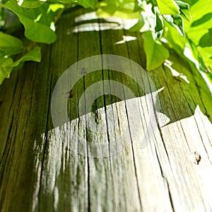 Wood trunk with green leaves