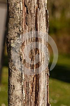 wood trunk of tree close up near meadow