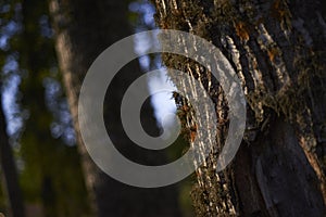 Wood trunk of a tree, nightscape