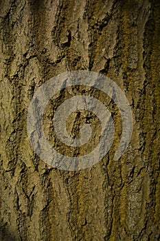 Wood trunk tree trunk bark pattern