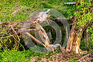 Wood trunks cut by wild Eurasian beaver in Czarna River nature reserve and protected area near Piaseczno