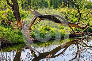 Wood trunks cut by wild Eurasian beaver in Czarna River nature reserve and protected area near Piaseczno