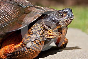 Wood Turtle