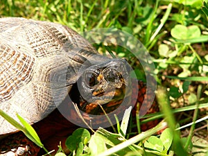 Wood Turtle close photo