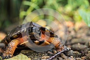 Wood Turtle