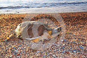 Wood Turtle (Glyptemys insculpta)