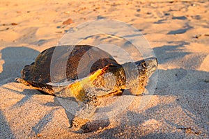Wood Turtle (Glyptemys insculpta) photo