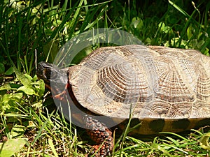 Wood Turtle side photo