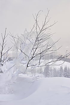 Wood under heavy snow