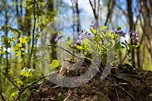 Wood violet bush, plant flower macro grow in meadow soil of forest thickets, fresh seasonal vegetation happy in backlight, blurred