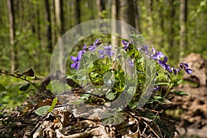 Wood violet bush, plant flower macro in a meadow of forest thickets, fresh seasonal vegetation happy in sunshine