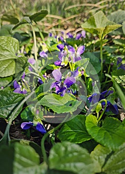 Wood violet flowers (Viola odorata) Violaceae species blooming in the forest early spring