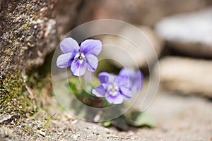 Wood violet plant photo