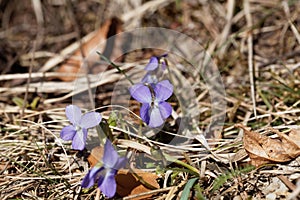 Wood violet Viola odorata