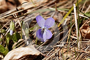 Wood violet Viola odorata