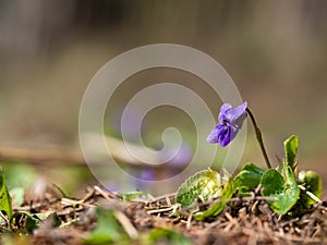 Wood violet viola odorata bloomoing in the spring