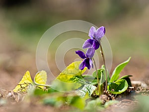 Wood violet viola odorata bloomoing in the spring