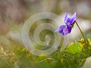 Wood violet viola odorata bloomoing in the spring