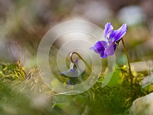 Wood violet viola odorata bloomoing in the spring