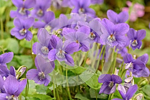 Wood violet Viola odorata, scented dark violet flowers