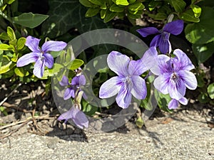 Wood violet Viola odorata, Sweet violet, English violet, Common or Garden violet, Das Duftveilchen, Maerzveilchen