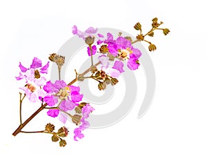 Wood violets flowers isolated on white background